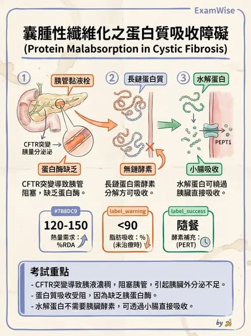 營養 - 蛋白質消化吸收與品質評估 - AI 圖文解析預覽