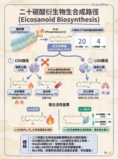 營養 - 脂肪酸種類與必需脂肪酸 - AI 圖文解析預覽
