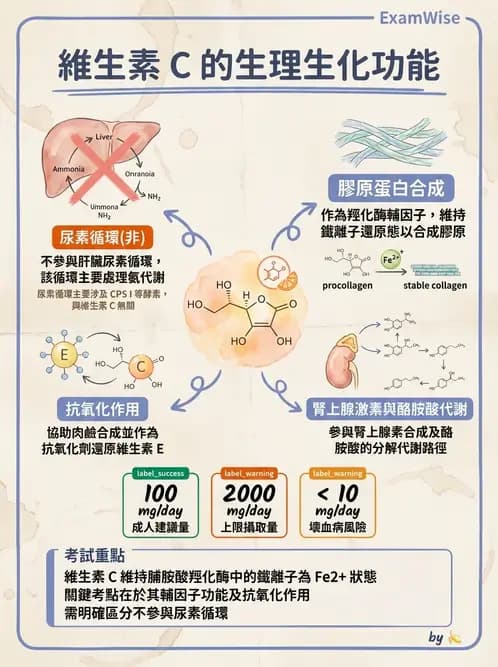 營養 - 維生素C與其他水溶性維生素 - AI 圖文解析預覽