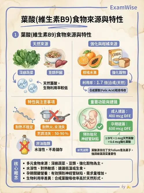 營養 - 單碳代謝與造血B群維生素 - AI 圖文解析預覽