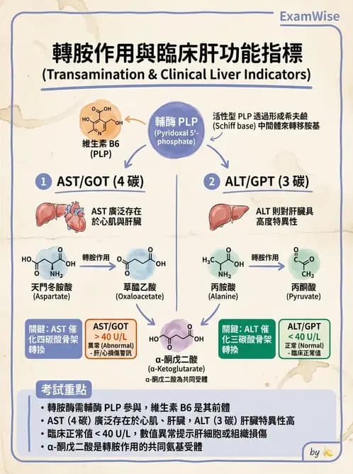 營養 - 單碳代謝與造血B群維生素 - AI 圖文解析預覽