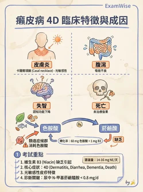 營養 - 能量代謝相關B群維生素 - AI 圖文解析預覽