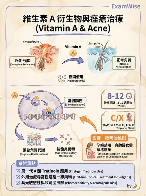 營養 - 維生素A - AI 圖文解析預覽
