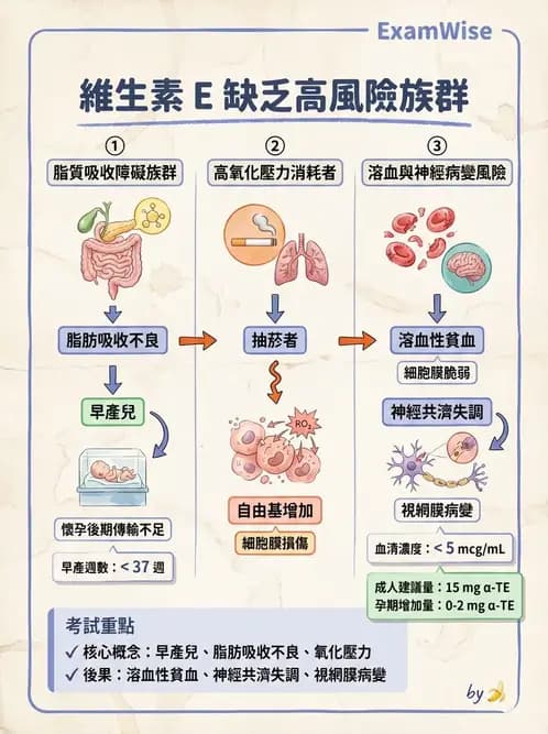 營養 - 維生素E - AI 圖文解析預覽