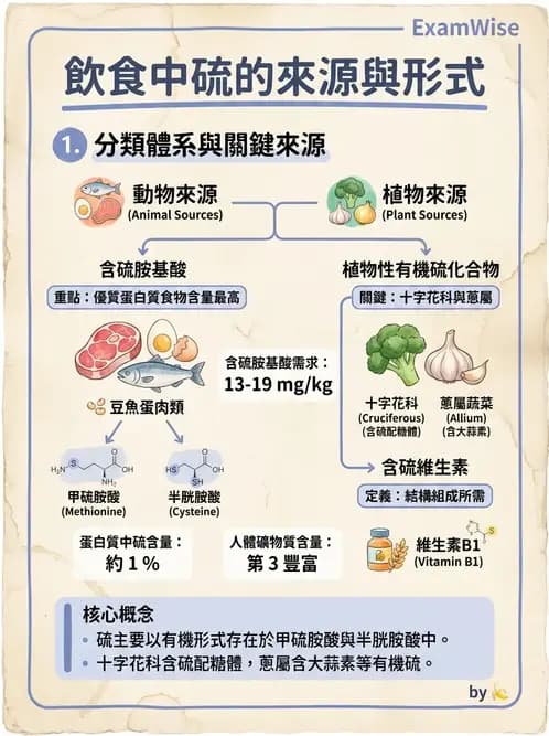 營養 - 巨量礦物質營養素 - AI 圖文解析預覽