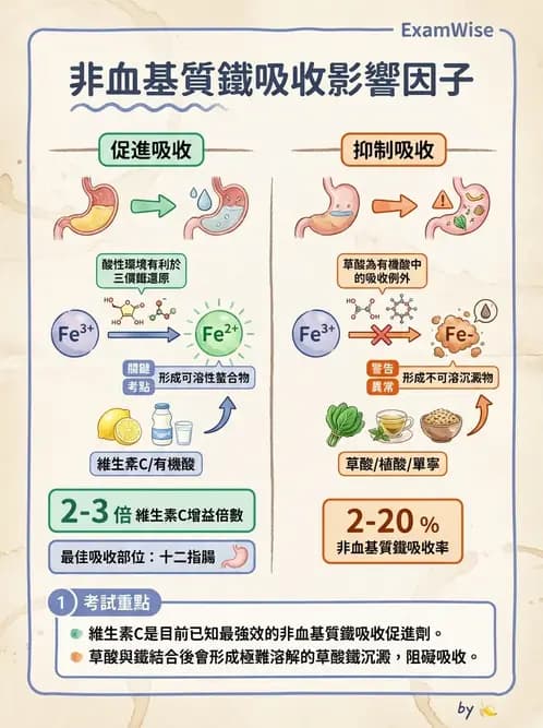 營養 - 鐵營養與貧血 - AI 圖文解析預覽