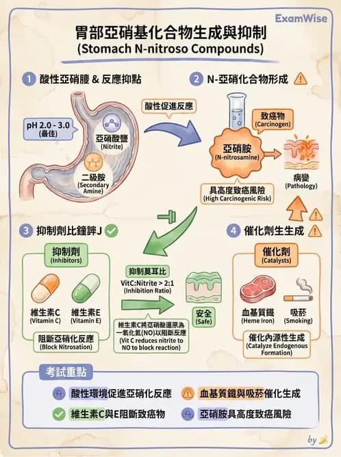營養 - 癌症營養 - AI 圖文解析預覽