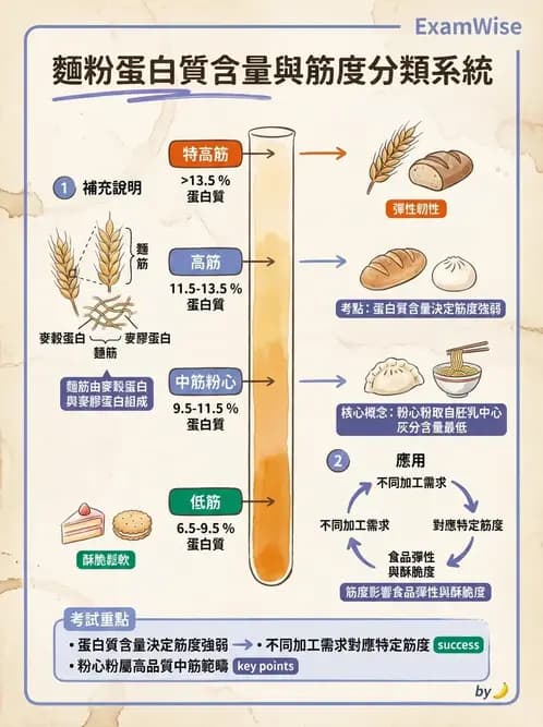 營養 - 穀類、澱粉與麵粉製備原理 - AI 圖文解析預覽