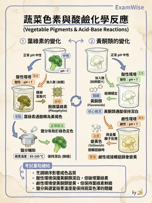 營養 - 動植物性食材製備原理 - AI 圖文解析預覽