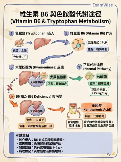 營養 - 生化指標與營養缺乏 - AI 圖文解析預覽
