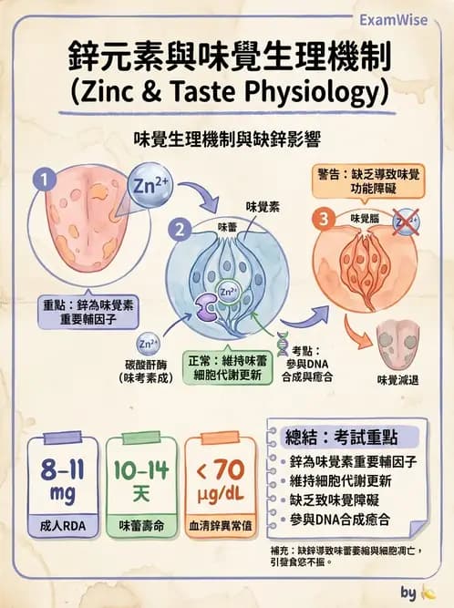 營養 - 生化指標與營養缺乏 - AI 圖文解析預覽