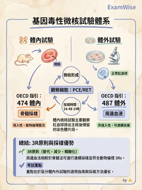 營養 - 食品安全性評估 - AI 圖文解析預覽