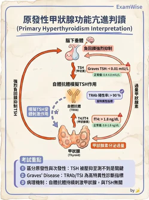 營養 - 內分泌與代謝生理學 - AI 圖文解析預覽