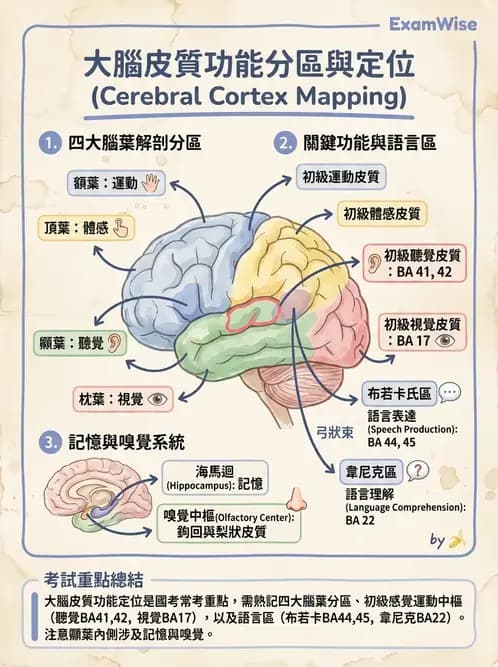 營養 - 神經系統生理學 - AI 圖文解析預覽
