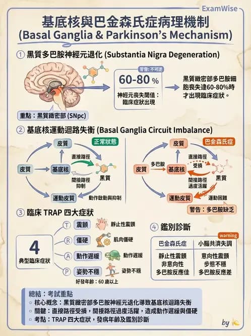 營養 - 神經系統生理學 - AI 圖文解析預覽