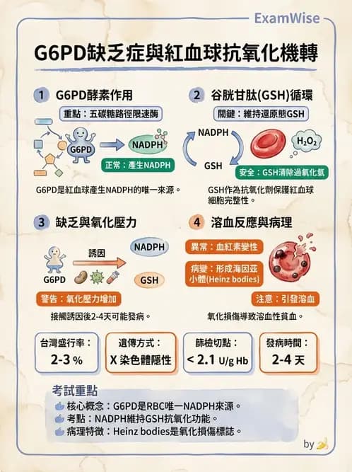 營養 - 醣類代謝 - AI 圖文解析預覽