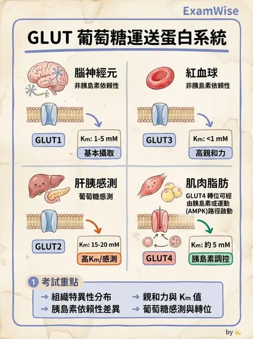 營養 - 細胞生理學 - AI 圖文解析預覽