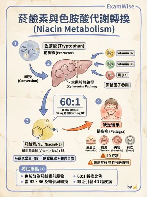 營養 - 蛋白質與胺基酸代謝 - AI 圖文解析預覽
