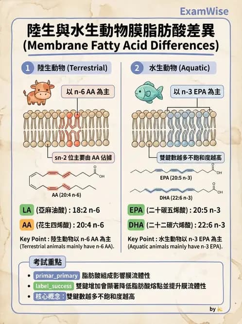 營養 - 脂質代謝 - AI 圖文解析預覽