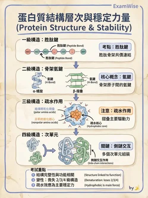營養 - 蛋白質與胺基酸代謝 - AI 圖文解析預覽