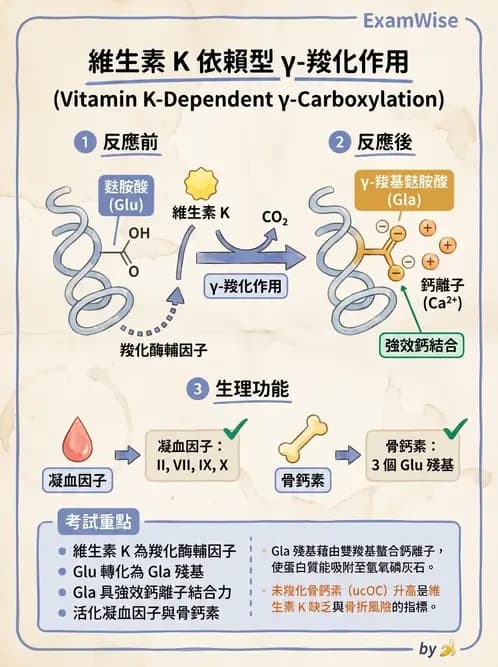 營養 - 蛋白質與胺基酸代謝 - AI 圖文解析預覽
