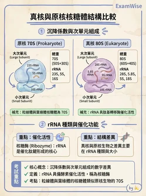 營養 - 核酸與基因表現 - AI 圖文解析預覽