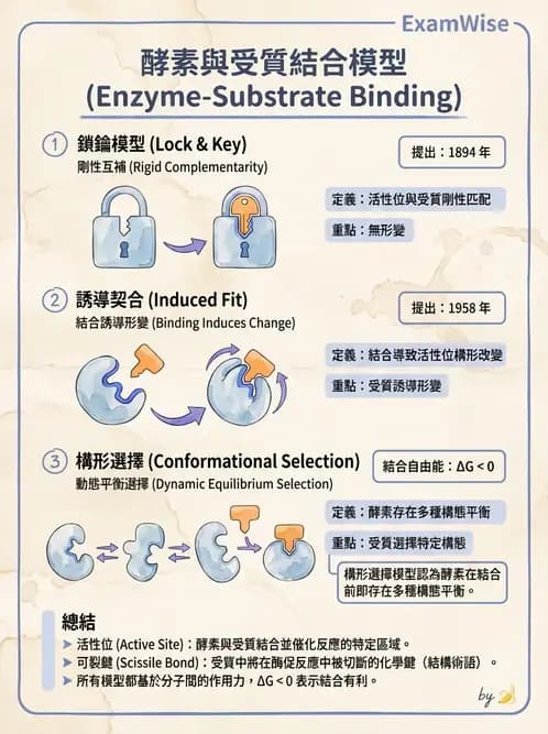 營養 - 酵素學基礎 - AI 圖文解析預覽