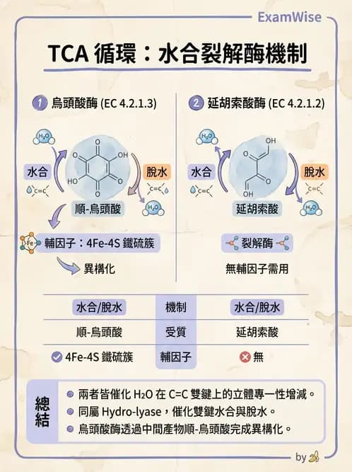 營養 - 能量代謝 - AI 圖文解析預覽