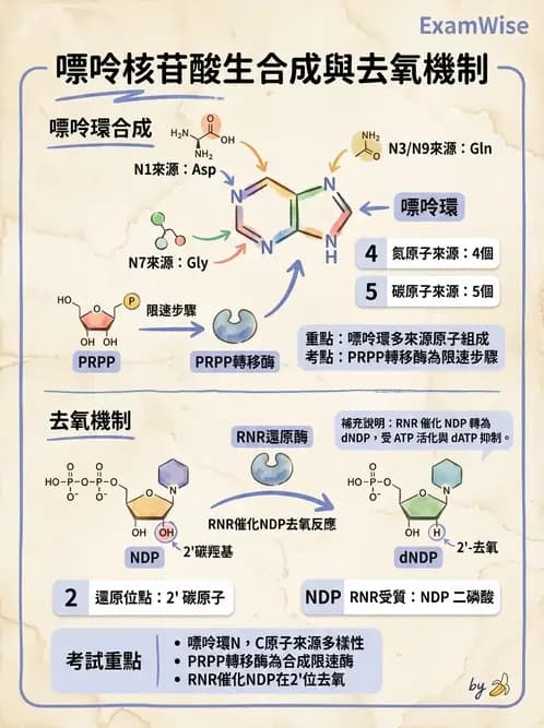 營養 - 核酸與基因表現 - AI 圖文解析預覽