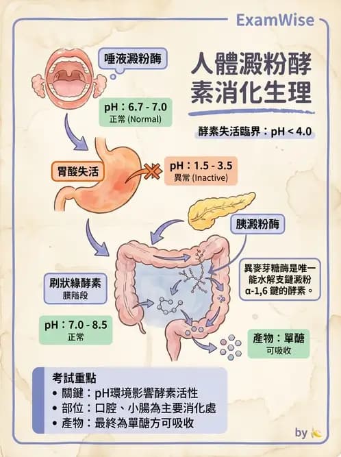 營養 - 醣類消化吸收與血糖調控 - AI 圖文解析預覽