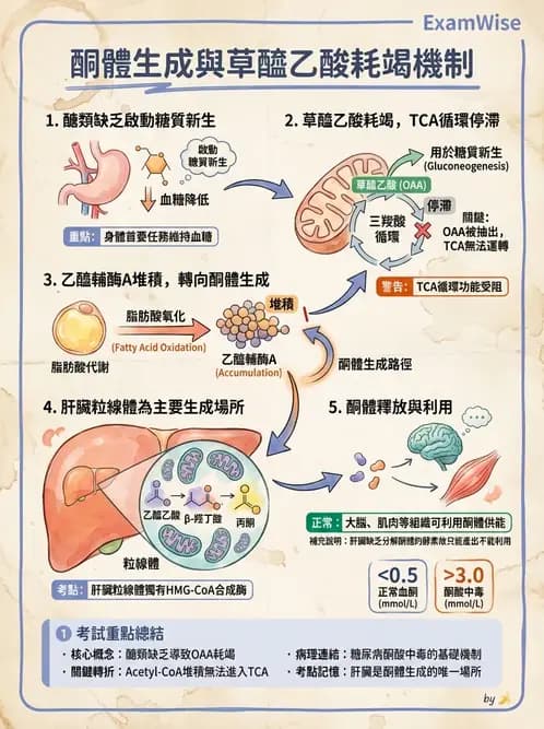 營養 - 醣類代謝路徑 - AI 圖文解析預覽