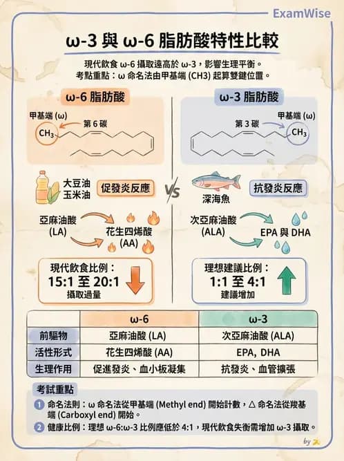 營養 - 脂肪酸種類與必需脂肪酸 - AI 圖文解析預覽