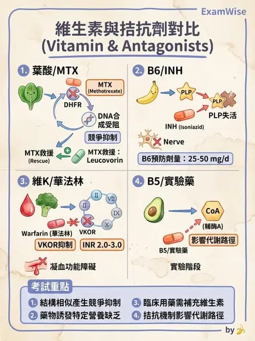 營養 - 維生素C與其他水溶性維生素 - AI 圖文解析預覽