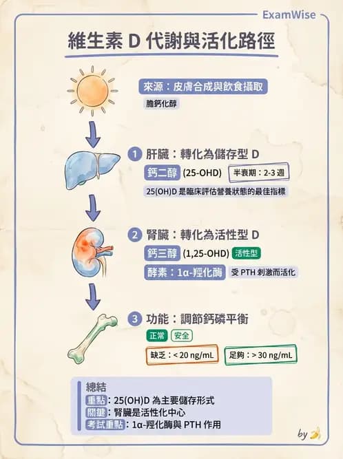 營養 - 維生素D - AI 圖文解析預覽