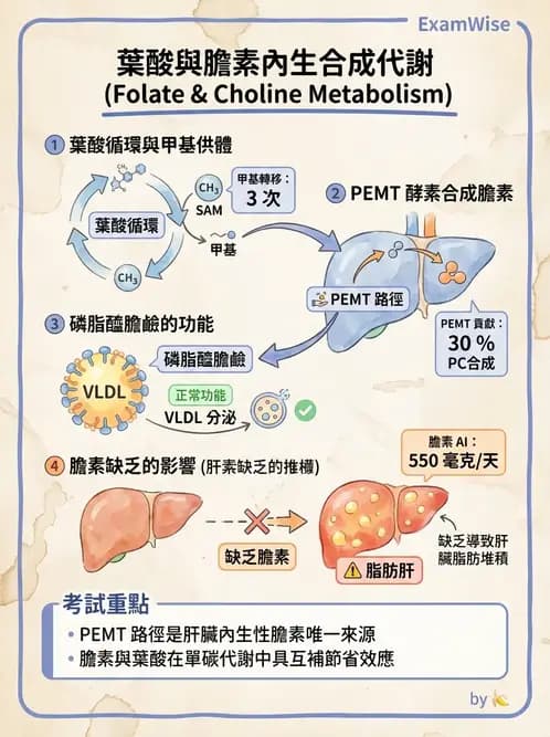 營養 - 單碳代謝與造血B群維生素 - AI 圖文解析預覽