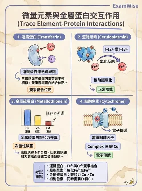 營養 - 鋅與銅營養 - AI 圖文解析預覽