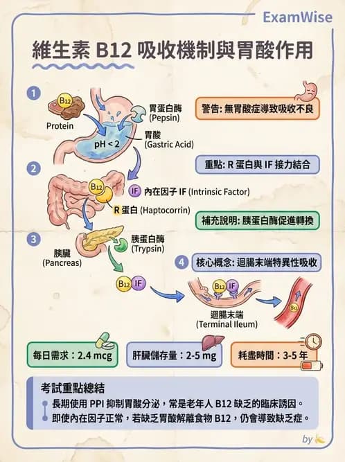 營養 - 老人營養與長期照護 - AI 圖文解析預覽