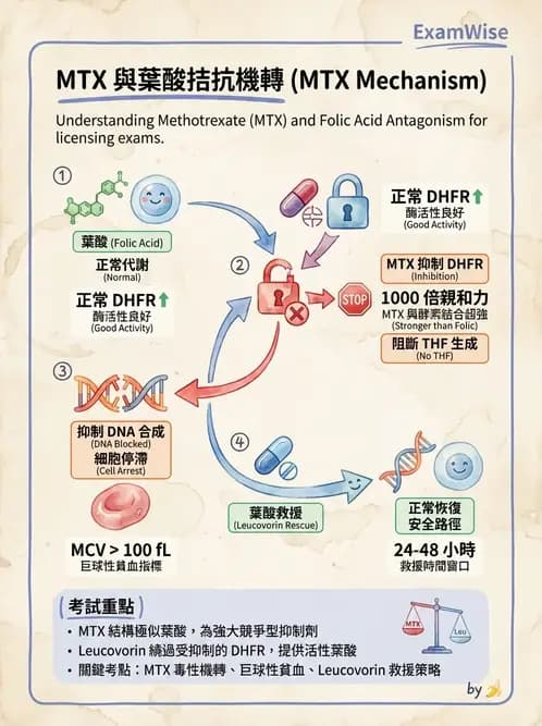 營養 - 藥物與營養素交互作用 - AI 圖文解析預覽