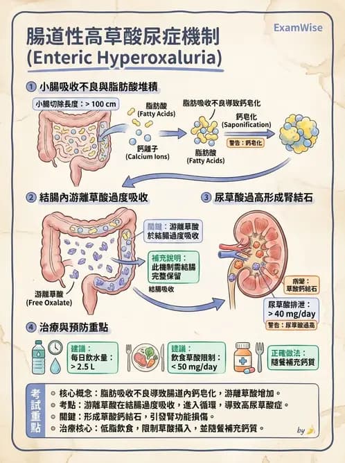 營養 - 腎臟疾病飲食治療 - AI 圖文解析預覽