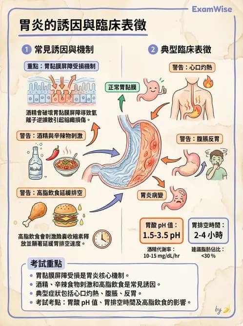 營養 - 腸胃道疾病 - AI 圖文解析預覽