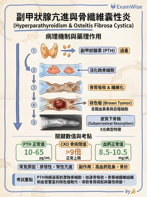 專師 - 副甲狀腺與鈣磷代謝 - AI 圖文解析預覽