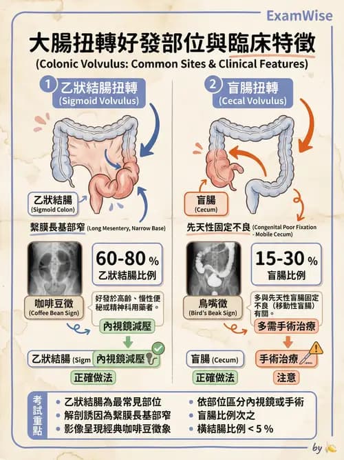 專師 - 腹部評估與急腹症 - AI 圖文解析預覽