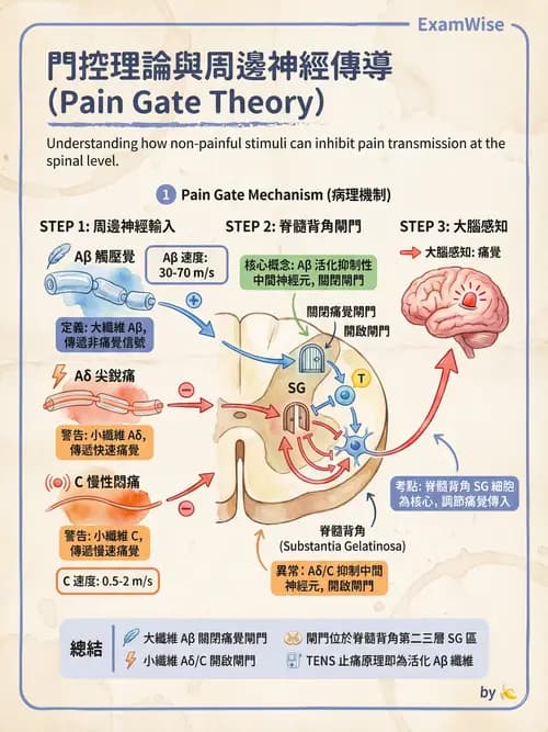 專師 - 術後疼痛控制 - AI 圖文解析預覽