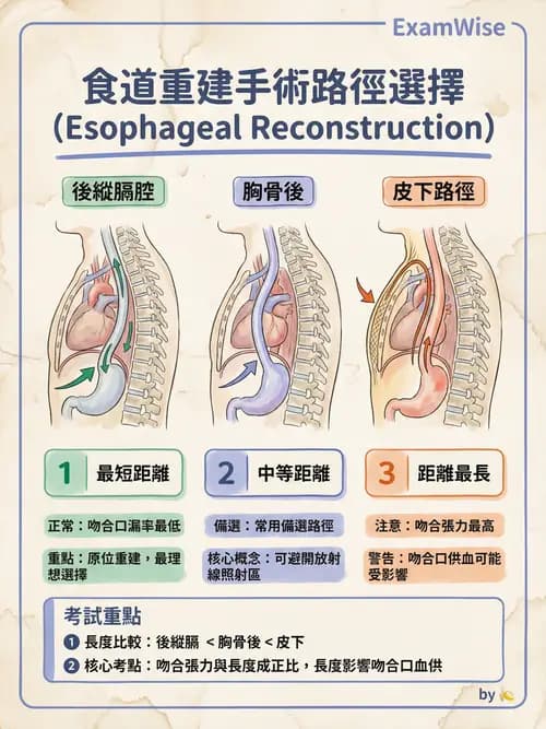 專師 - 上消化道與減重外科 - AI 圖文解析預覽