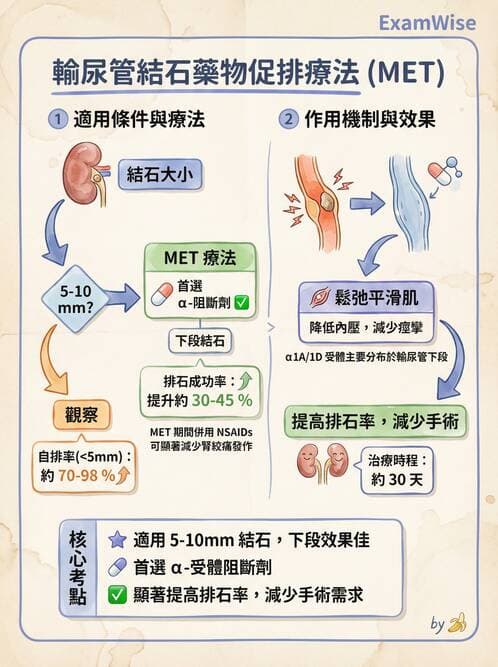 專師 - 泌尿道結石 - AI 圖文解析預覽