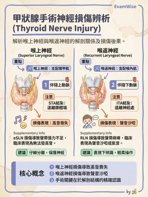 專師 - 頭頸腫瘤與甲狀腺 - AI 圖文解析預覽