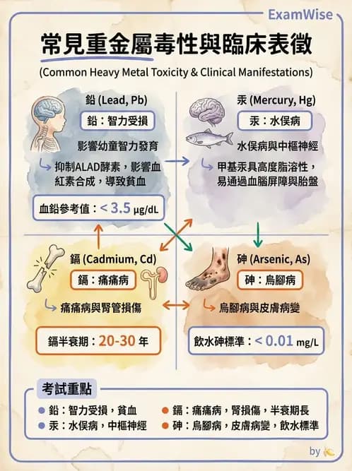 營養 - 化學性危害 - AI 圖文解析預覽