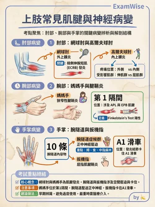 專師 - 上肢與手部疾病 - AI 圖文解析預覽