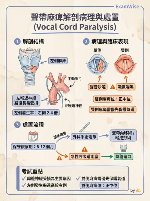 專師 - 頭頸腫瘤與甲狀腺 - AI 圖文解析預覽