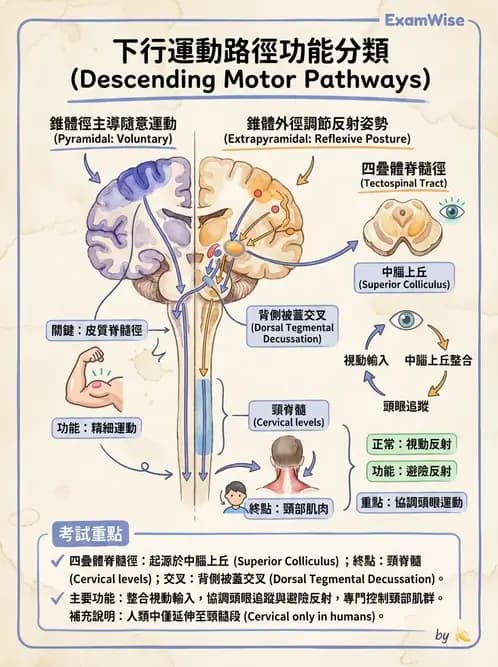 物治 - 動作控制理論 - AI 圖文解析預覽